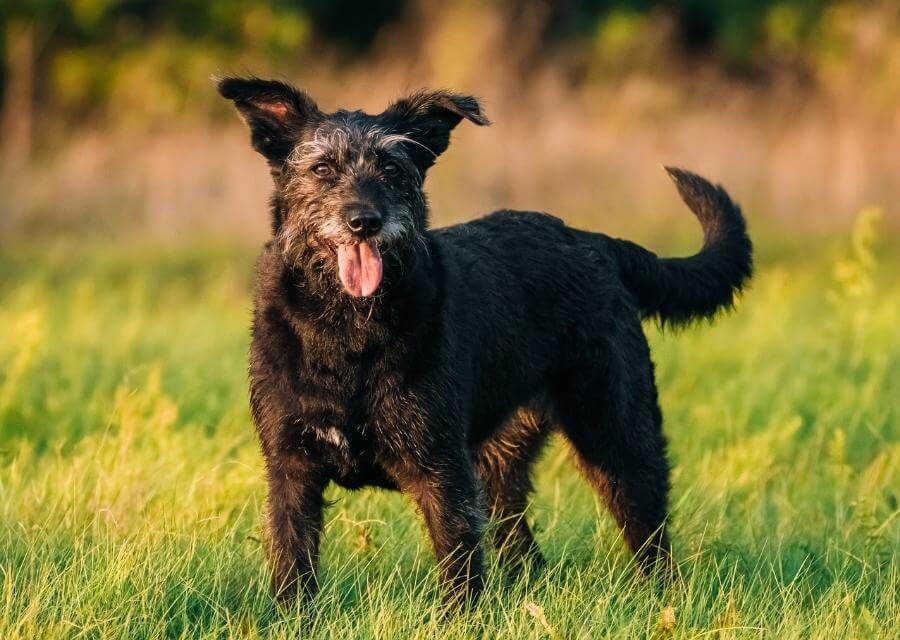 Black dog standing on grass