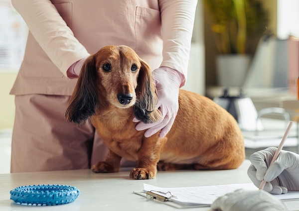 Cute Senior Dog in Vet Clinic